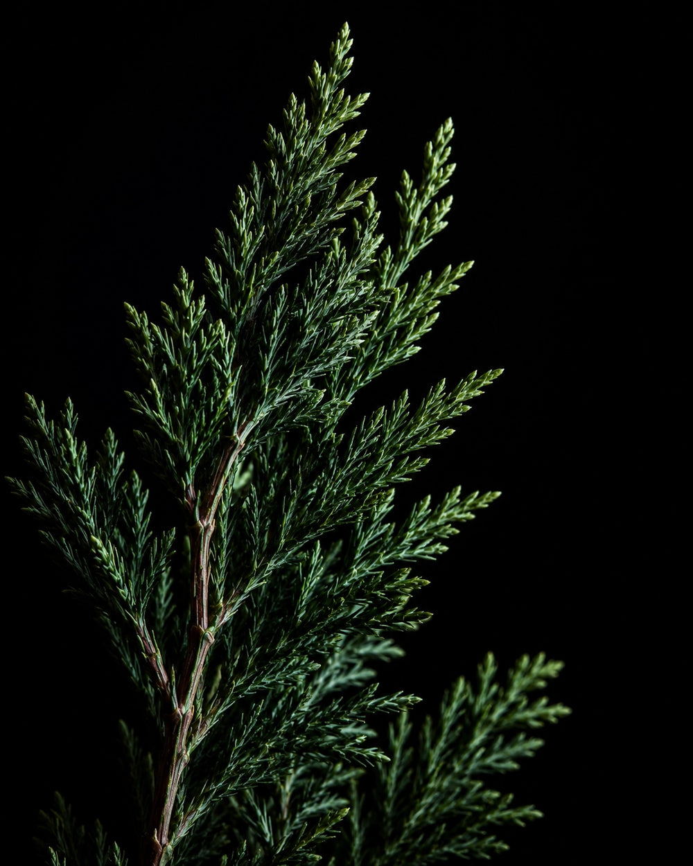 Ozone Cypress