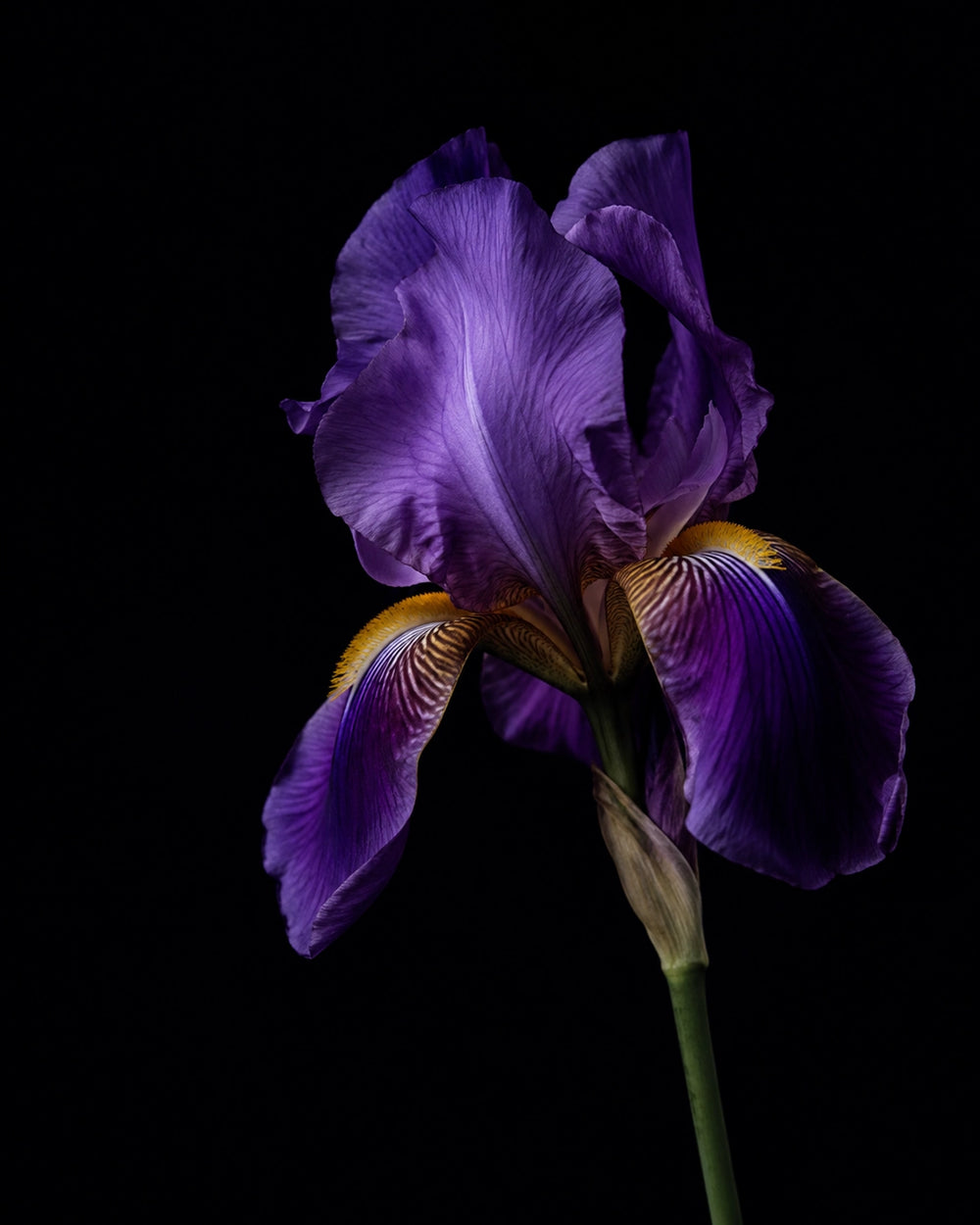 Ritz Iris
