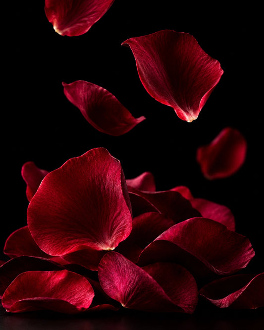 Rose Ambree